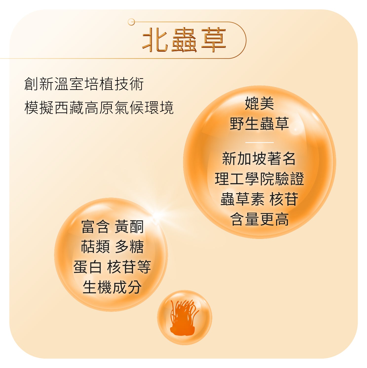 YOU ORIGIN® Cordyceps Tiger Milk Capsules 60s (R-ORI009)